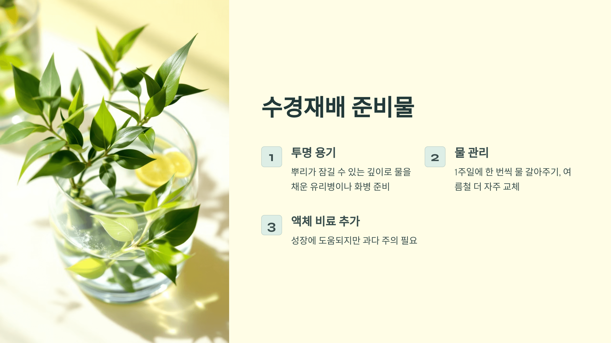 행운목과 관련된 사진입니다.