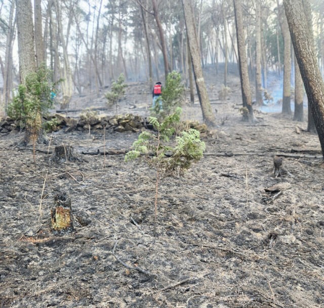 미래를 심는 마음, 유한킴벌리 ‘2025 신혼부부 나무심기’