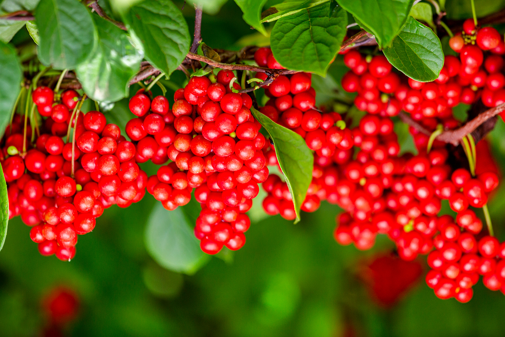 8월에서 10월이 오미자가 가장 맛있는 시기