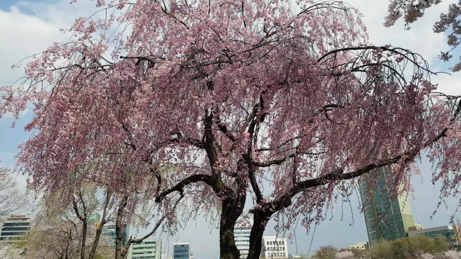 석촌호수 벚꽃 축제