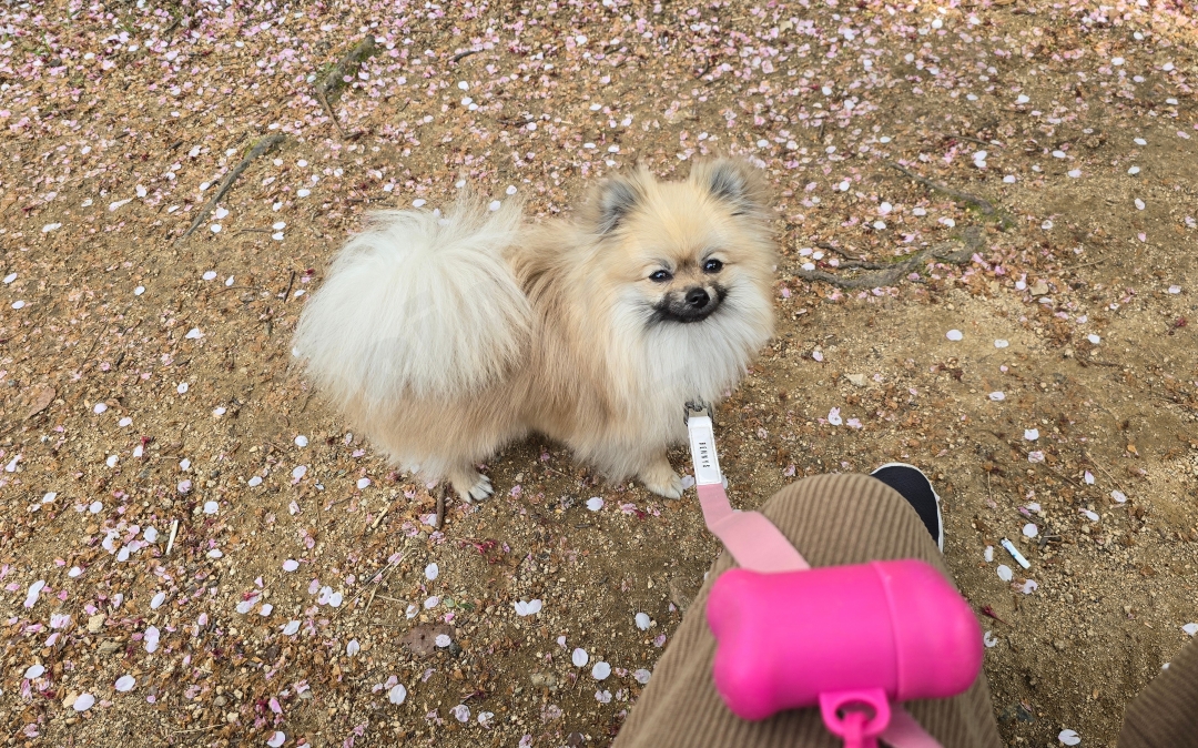 삼락생태공원 벚꽃길