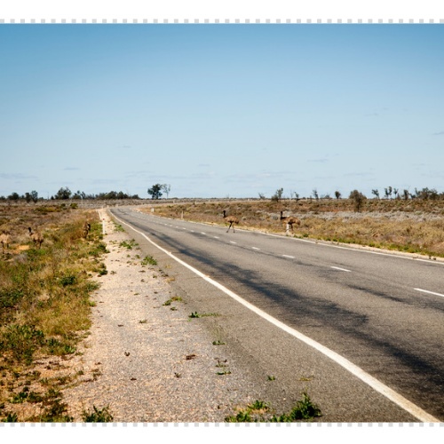 로드킬 사체처리 신고