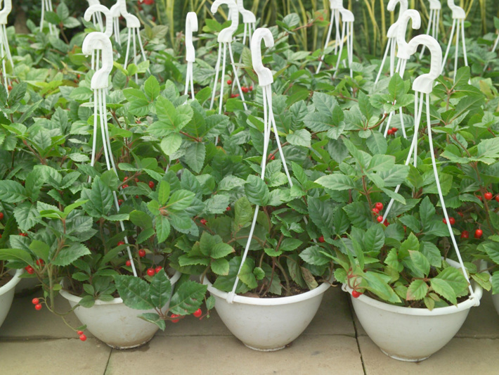 미세먼지 필수 식물