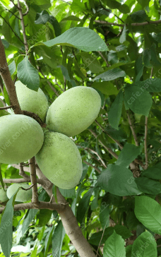 포포 나무 열매 효능