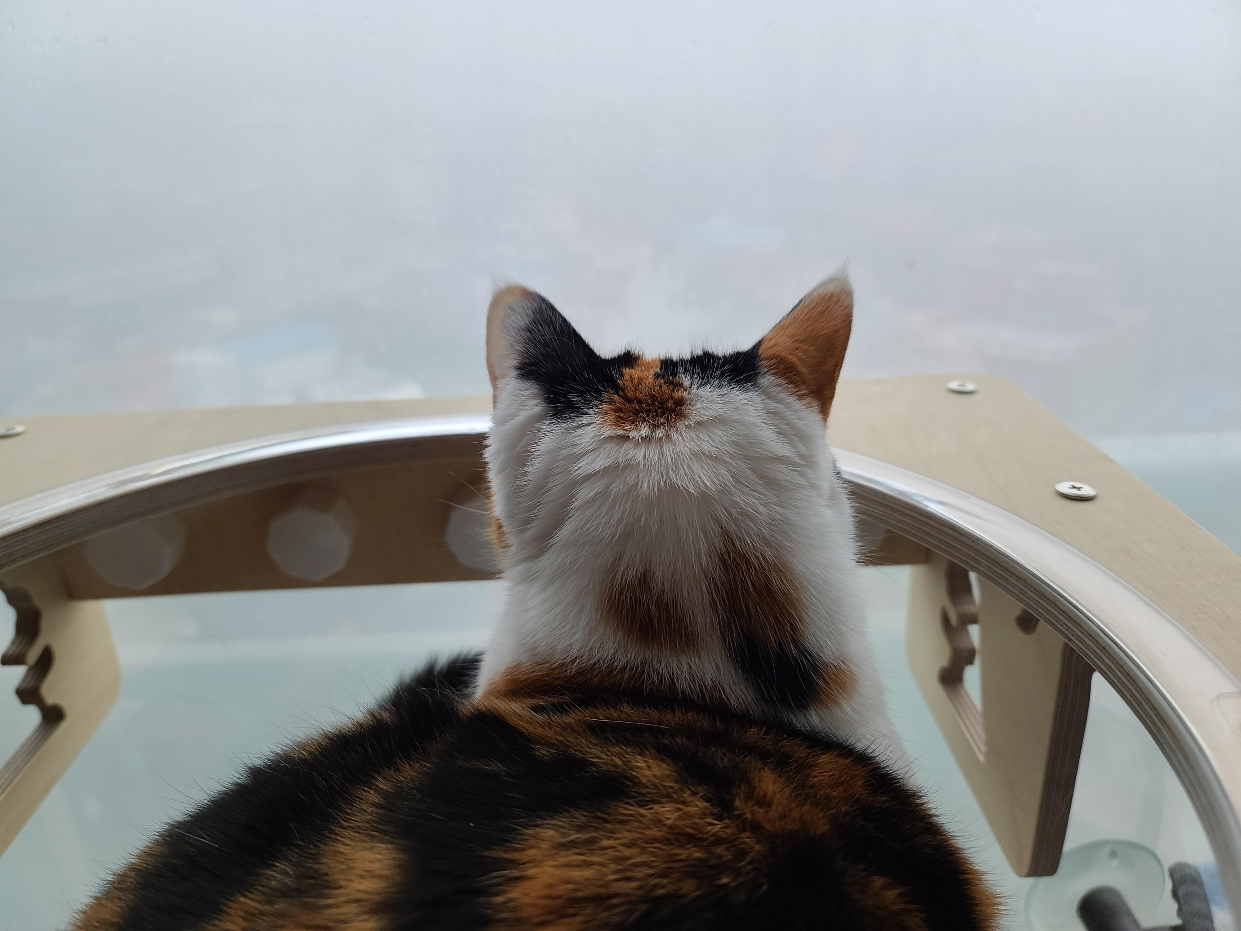 역시 니가 첫번째일줄 알았어 요미야 ㅋ(feat.캣볼 뷰 맛집_젤리,창밖)