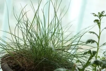 딜 재배 파종 간격 화분 키우기 잎과 씨앗 활용_13