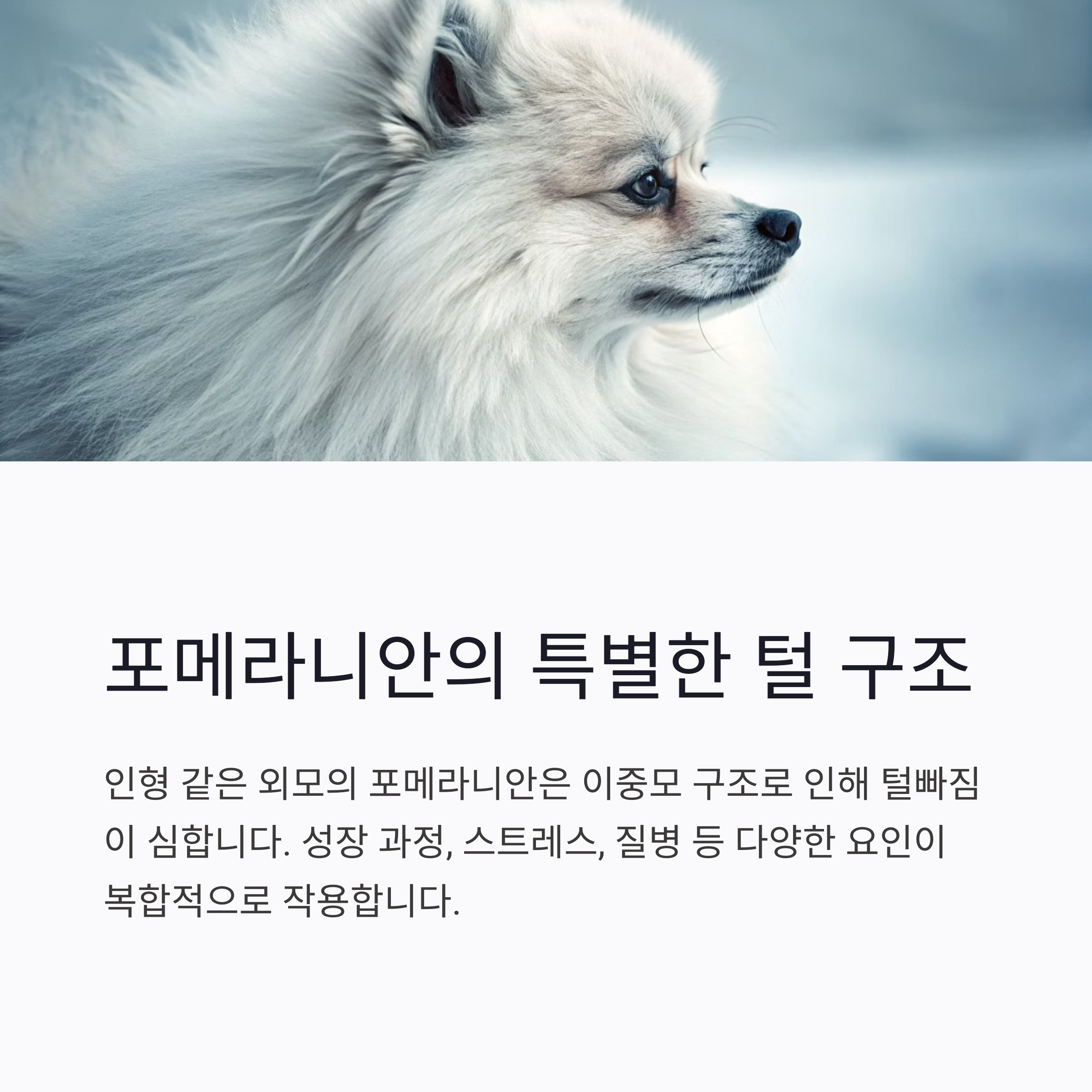 포메라니안의 특별한 털 구조