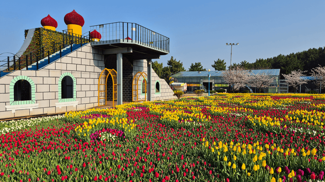 2024 태안 튤립축제