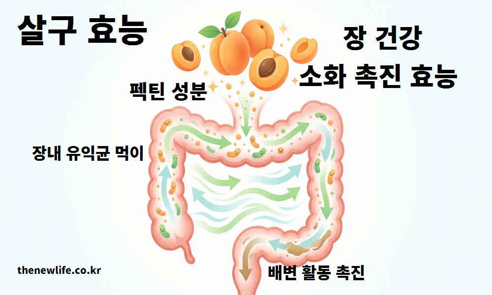 살구 효능 장 건강 소화 촉진