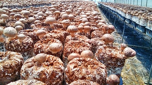 오늘N 2540회 가족이 뭐길래 드림버섯농장 표고버섯, 노루궁뎅이버섯, 녹각영지버섯까지 건강한 먹거리 주문방법