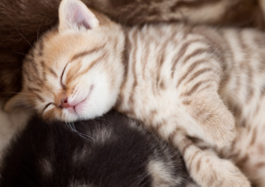 잠자는-아기-고양이
