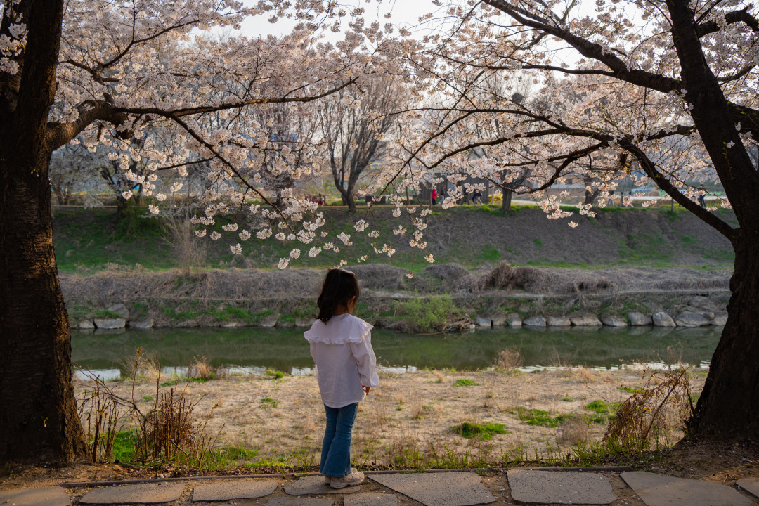 황구지천 벚꽃 산책로