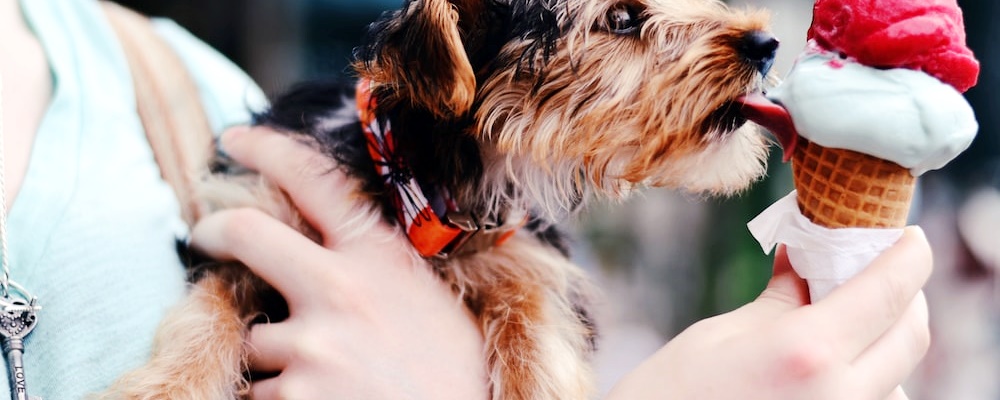 강아지에게 안돼! 가르치는 방법 7