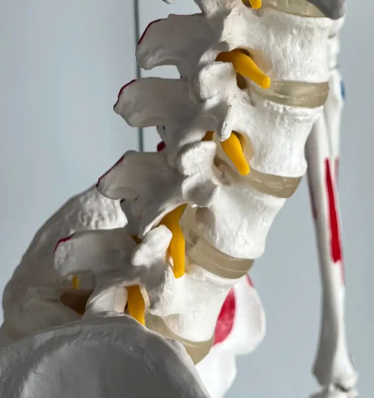 허리디스크 환자를 위한 길항근 제어 전략: 최신 연구와 맞춤형 운동법
