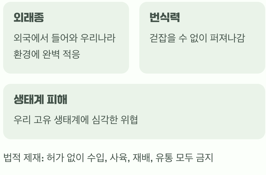 왜 생태계 교란종으로 지정되었을까?