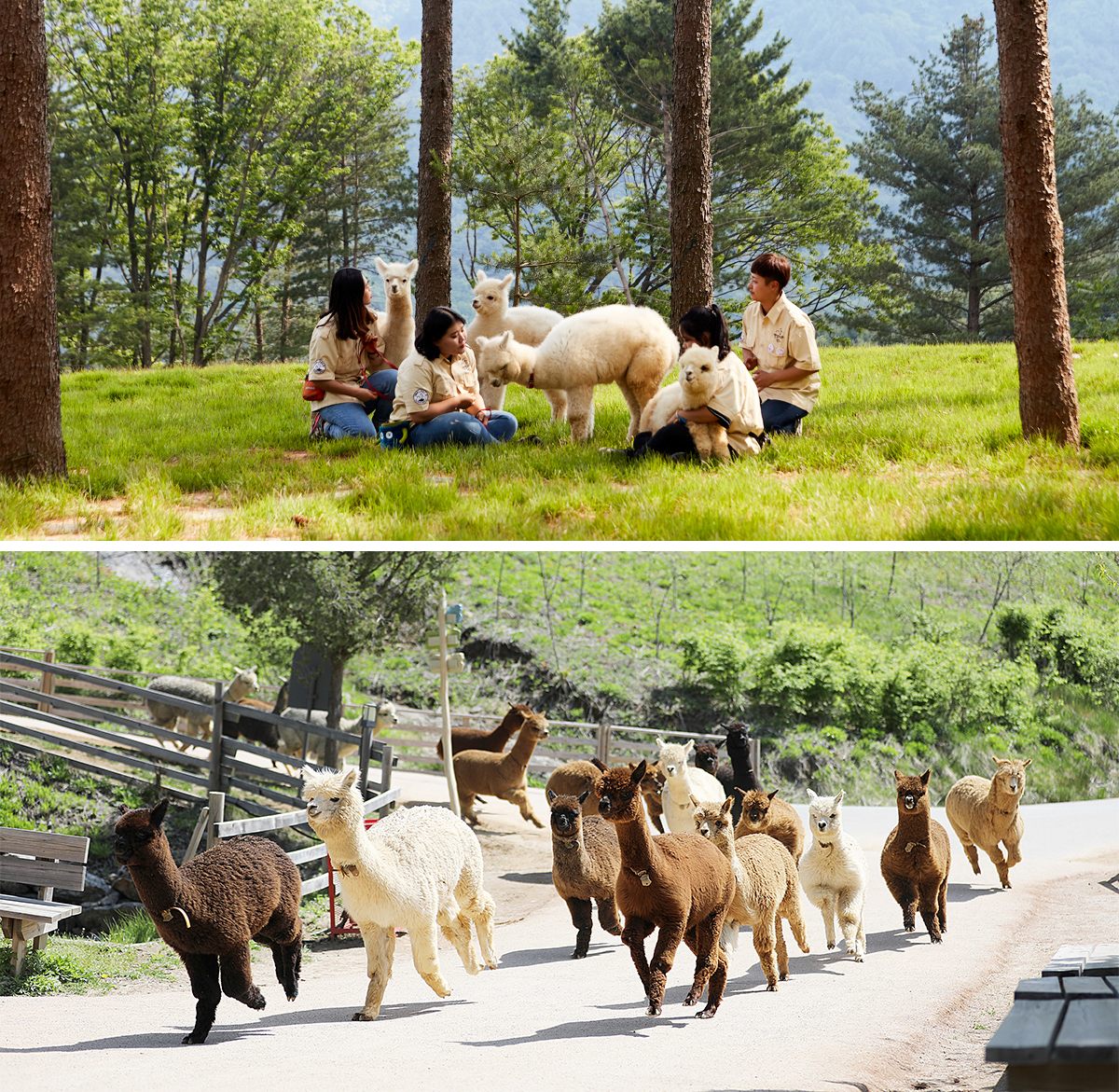 홍천의 알파카월드 사진