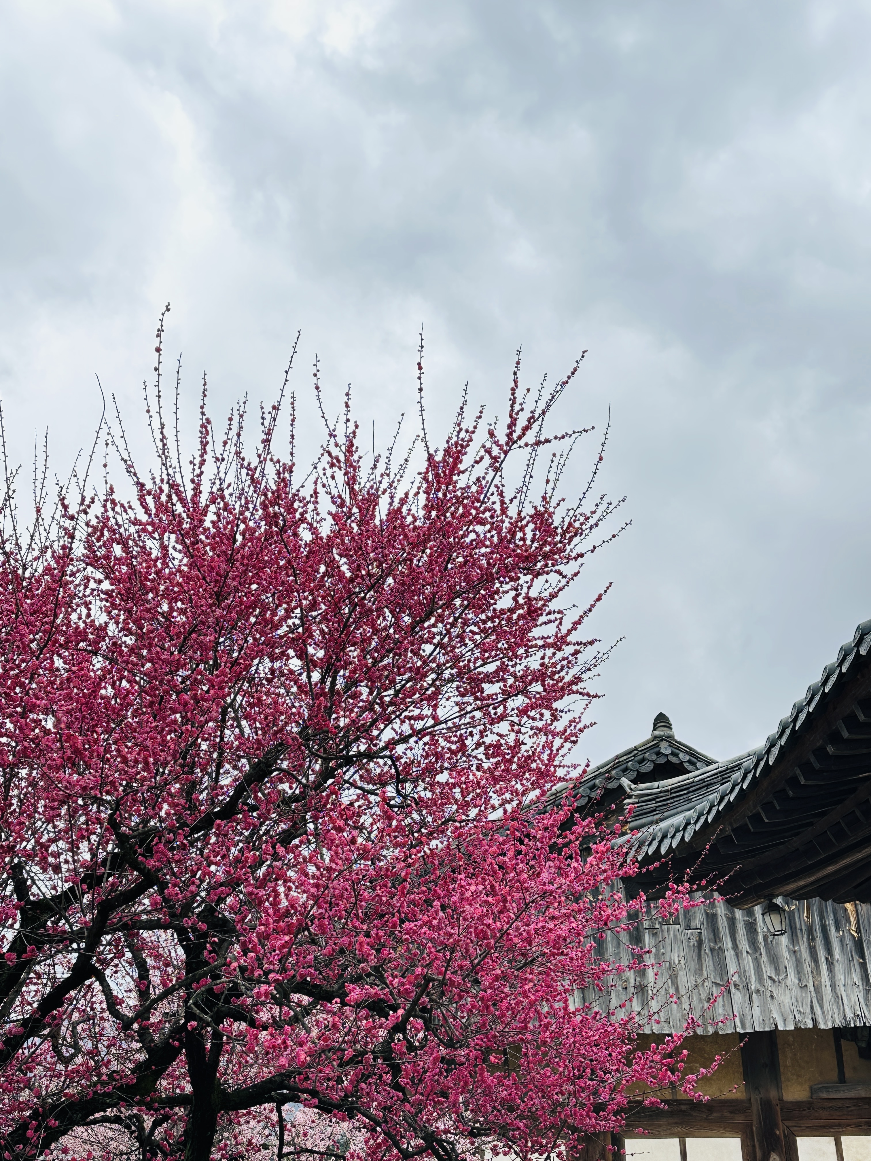 통도사 홍매화 사진