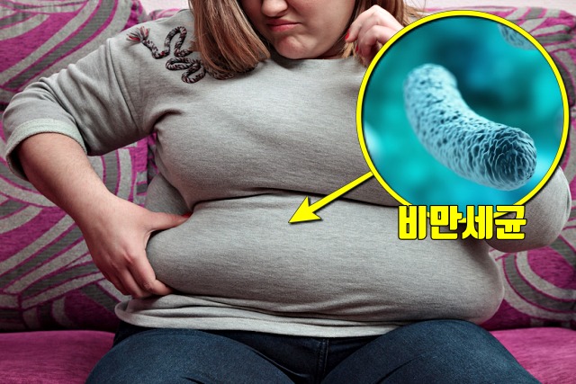 갑자기 뱃살이 찌는 이유 비만세균, 팔뚝살, 여자 뱃살, 남자 뱃살, 건강 다이어트 팁줌 매일꿀정보