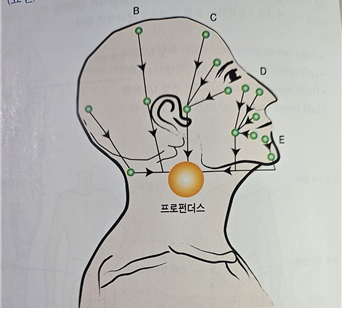 두개 안면부의 림프관과 림프절