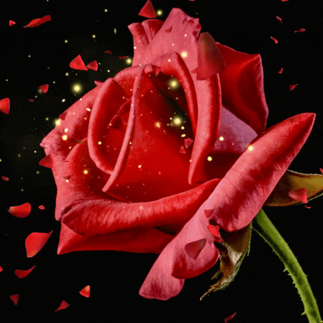 움직이는 생일 축하 문구 이미지 메세지 꽃다발