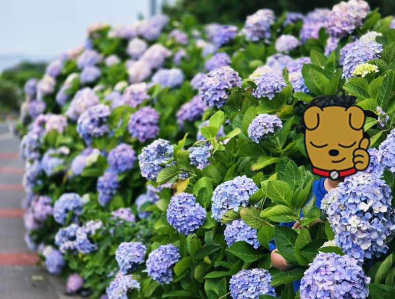 제주 종달리 수국길, 바다와 함께 만나는 여름의 보석길