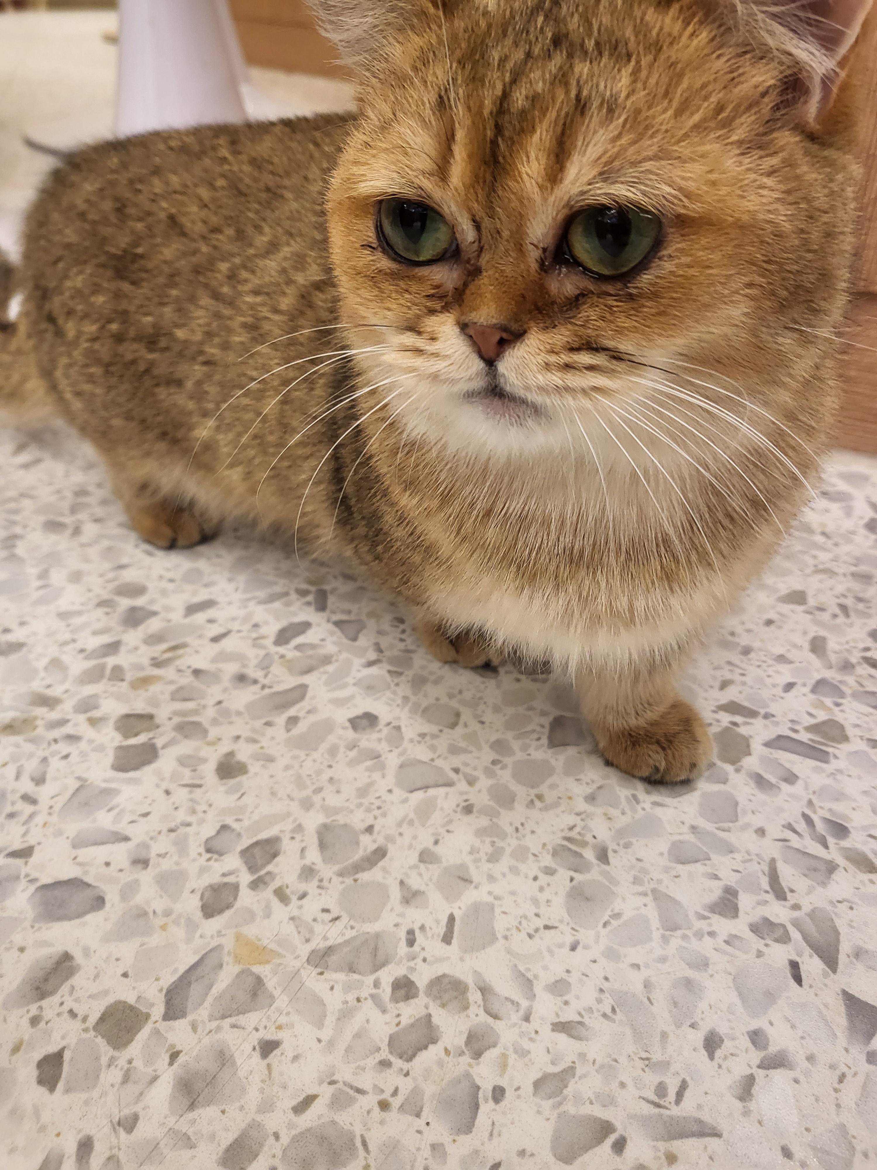 청주 성안길 아이와 가볼만한 곳, 고양이 카페 '냥이싸롱' 힐링 후기 (입장료/간식/방학나들이)