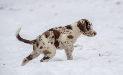 강아지 피부병의 주요 증상 관련 사진