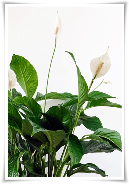 화초 &quot;리시안셔스&quot; 장미인 듯 장미 아닌 변치 않는 사랑의 꽃!