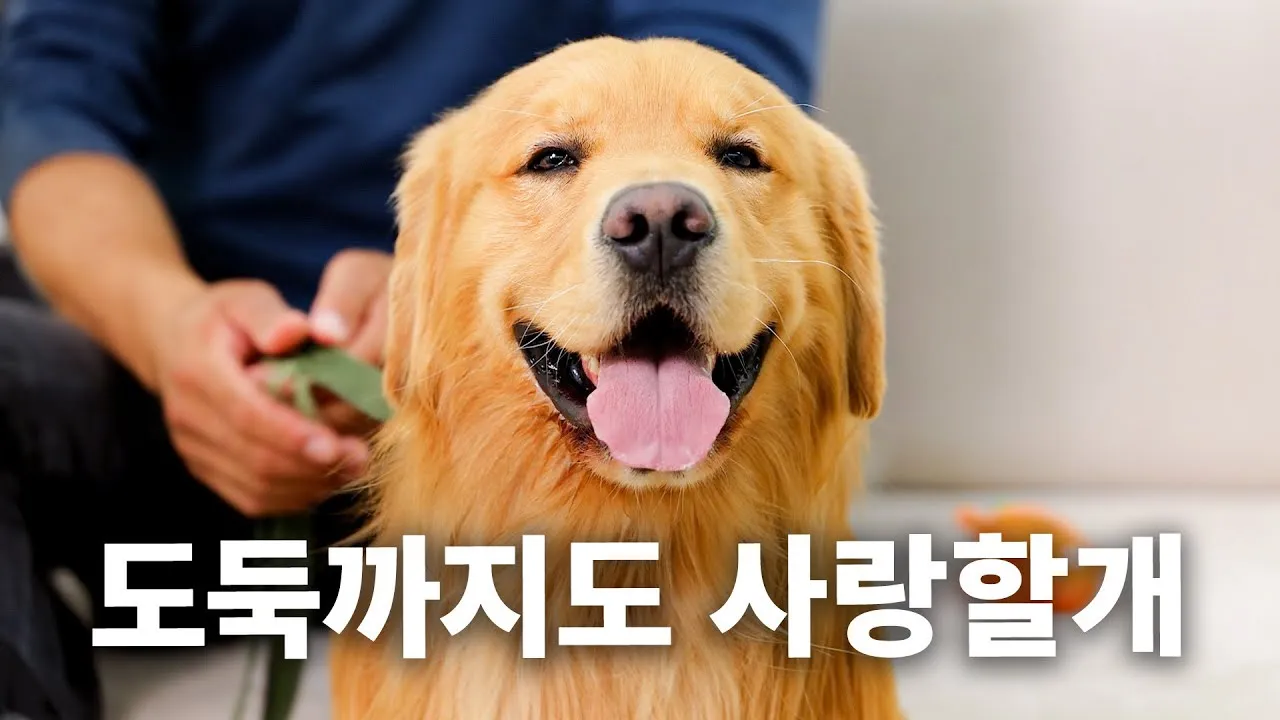 골든 리트리버 분양 가격 성격 장단점_1