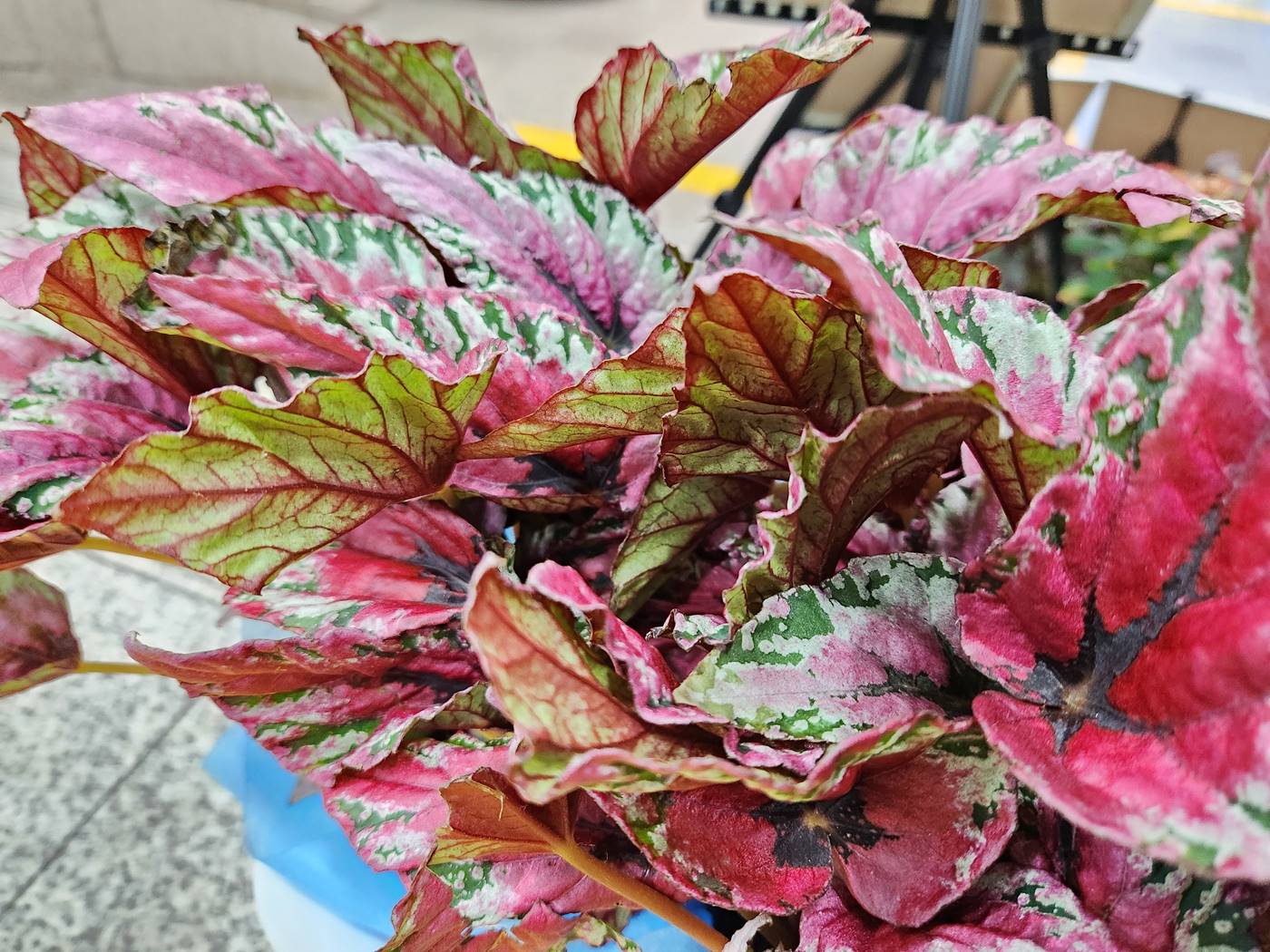 베고니아 마우이선셋 Maui Sunset