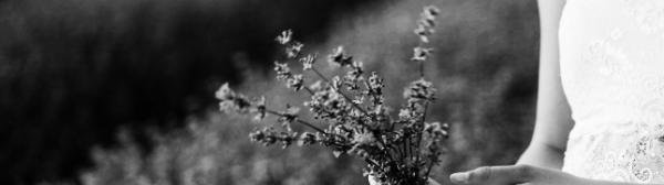 라벤더 키우기: 물주기