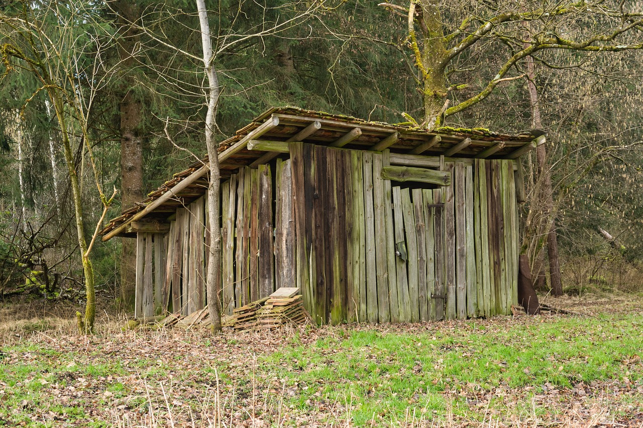 숲 속 움막 관련 사진