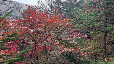 단풍명소_화담숲_이끼원