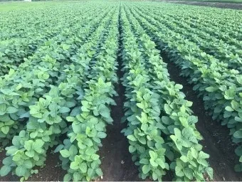 콩 재배 파종 깊이 잡초 억제 멀칭 가뭄 대비_2