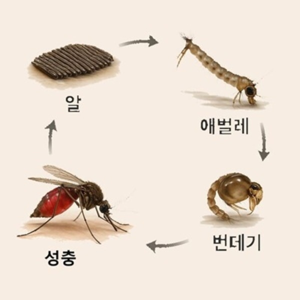 모기의 성장 과정(알, 애벌레, 번데기, 성충)을 보여주는 실사형 일러스트