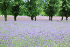 포천 허브아일랜드 라데봄축제