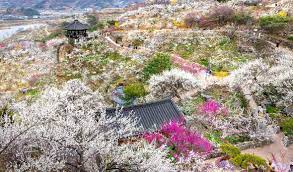 제23 회 광양매화 축제 기본 일정 및 프로그램 그리고 2024 신춘 음악회 공연 일정과 티켓팅 예매 방법 