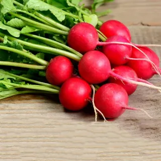 무 재배 솎아주기 토양 소독 비닐 멀칭_6