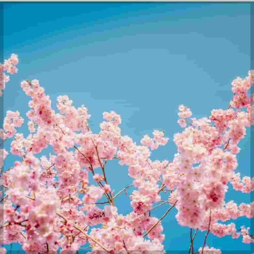 벚꽃 개화 현황&amp;#44; 만개 시기