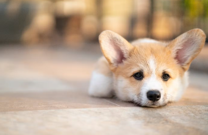 누워있는 강아지