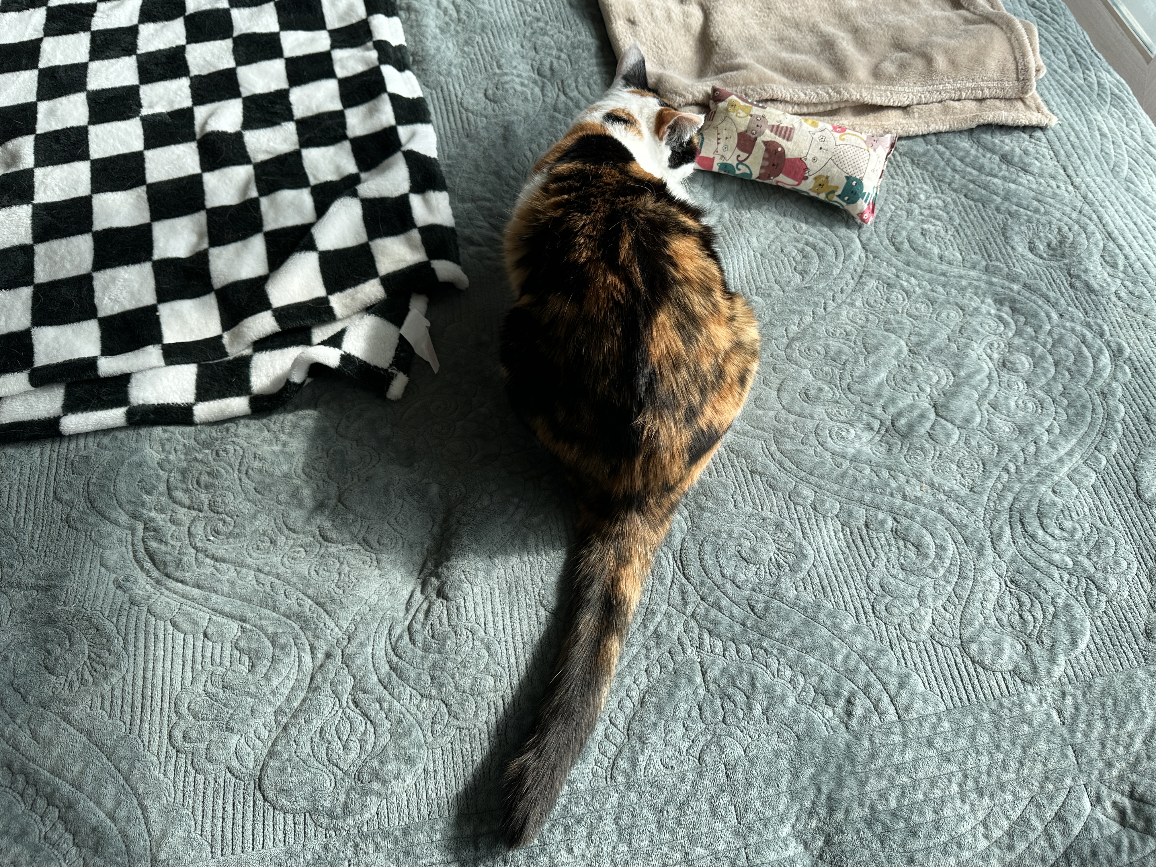 고양이들 평일 아침 간식시간 (feat.간식으로 물먹이기)