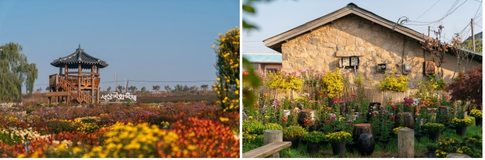 서산국화축제 일정