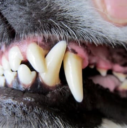 강아지 치석 스프레이 치약 TOP 5 비교 총정리