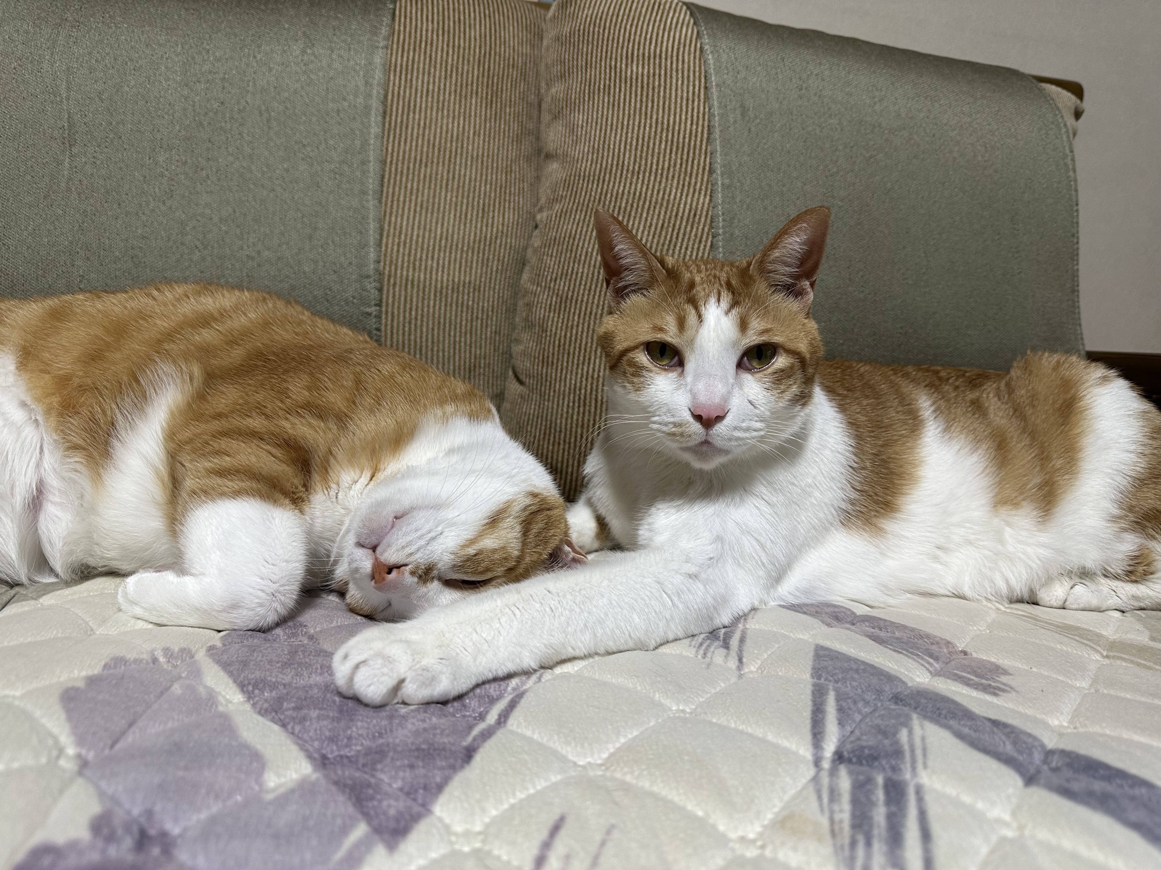 보면 힐링되는 사이좋은 치즈형제들