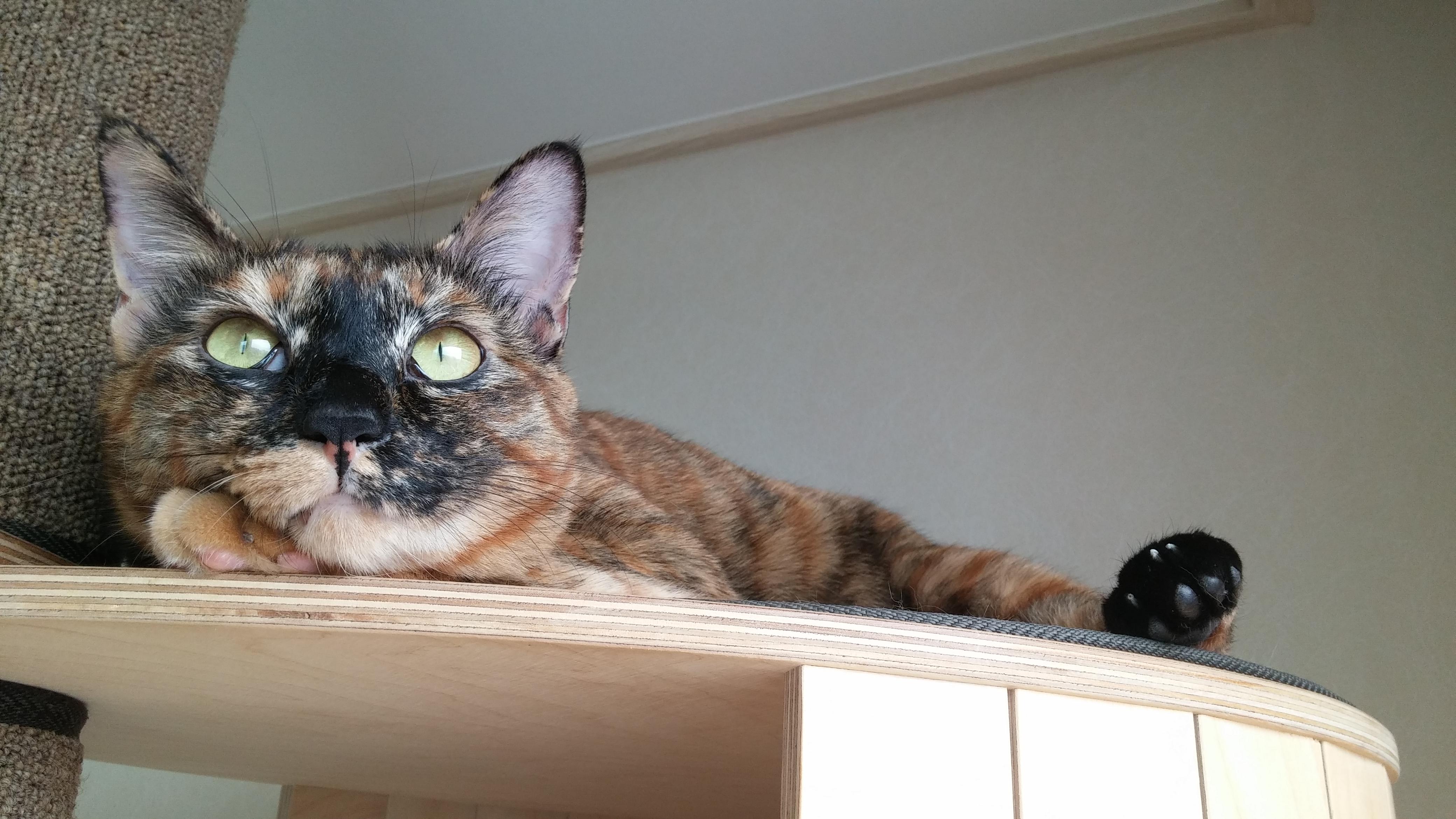 은둔형 고양이 카오스삼색이 사랑이