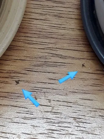 화분 뿌리파리 생기는 원인과 퇴치법 완벽 정리_25