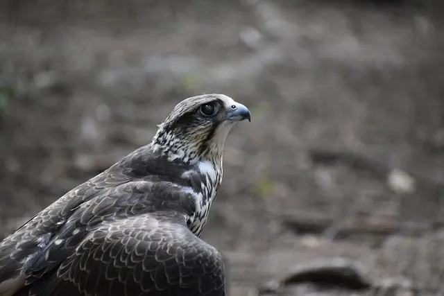 한글 파일 pdf로 변환_8