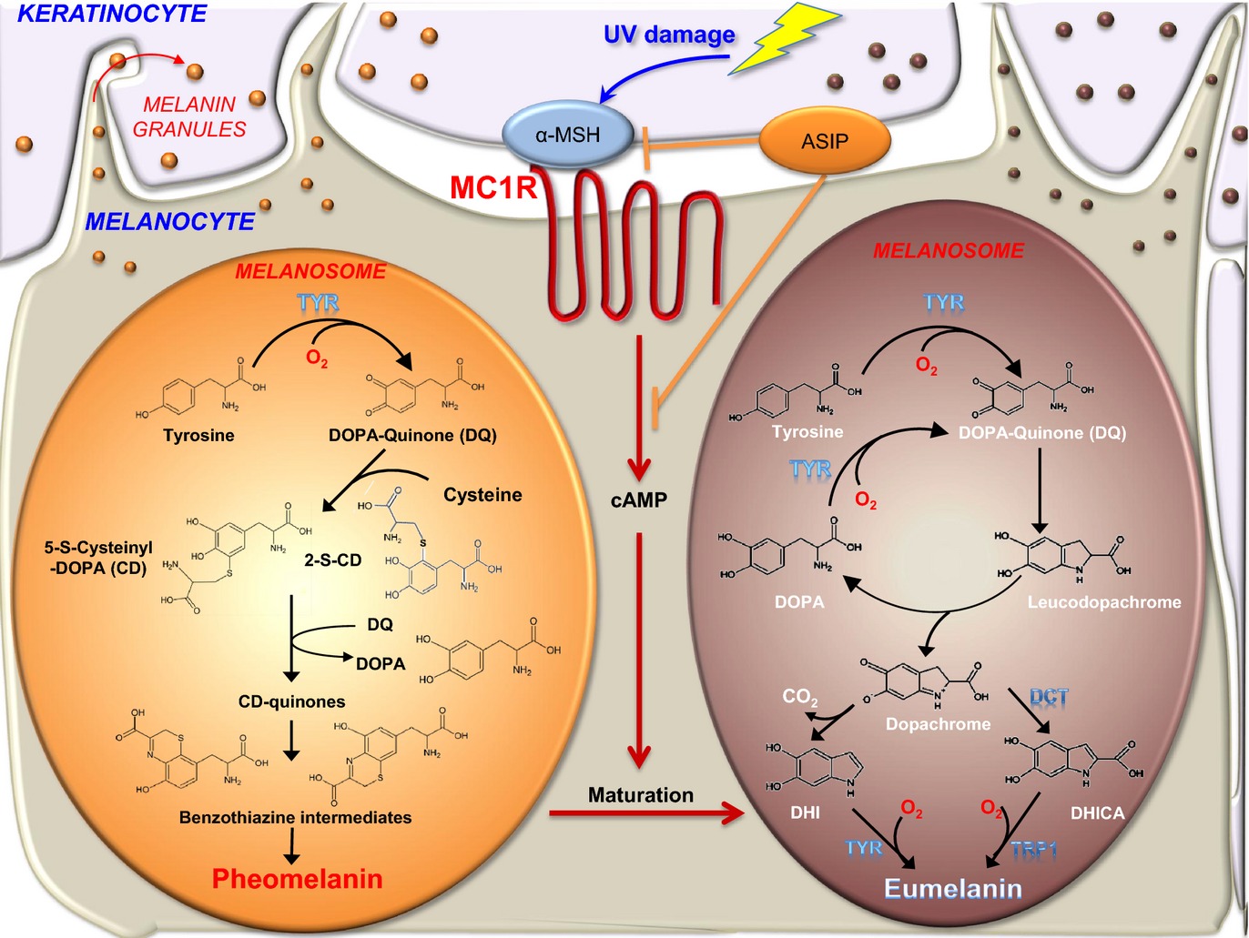 pheomelanin and eumelanin