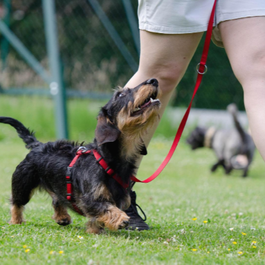 리드줄을 하고 주인 옆에 붙어 걷고 있는 강아지