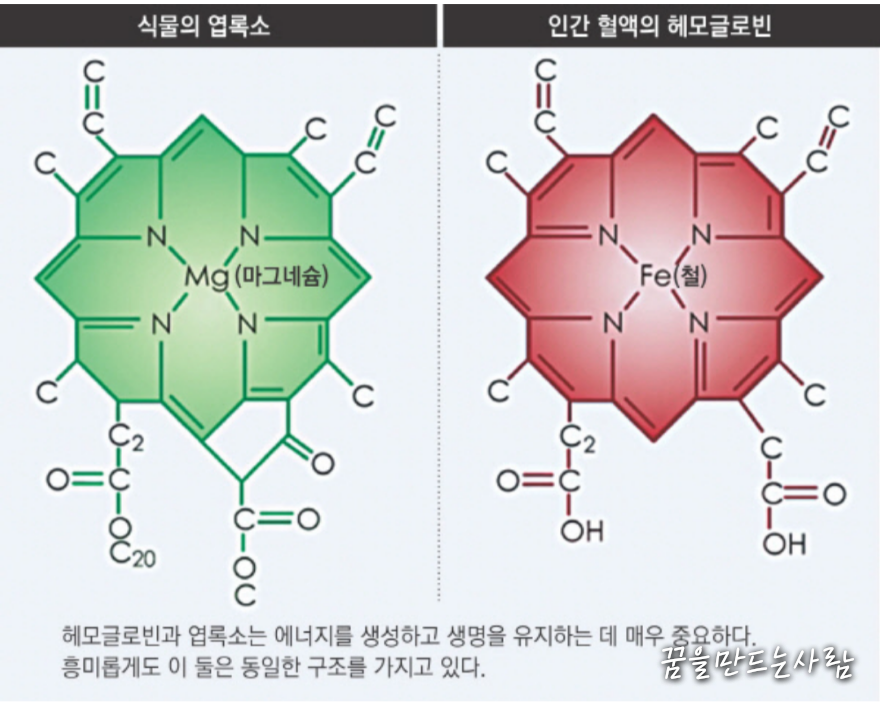 새싹보리 설명 13 새싹보리 효능 13